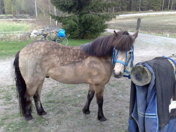 Profilbild