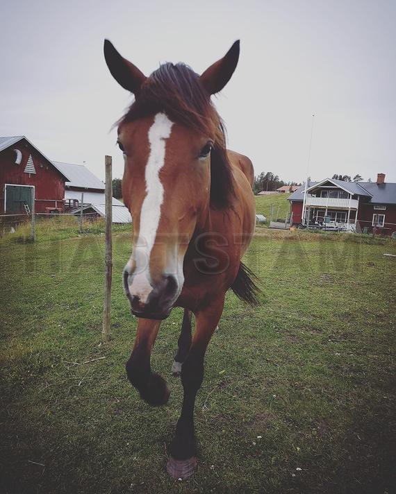 Profilbild