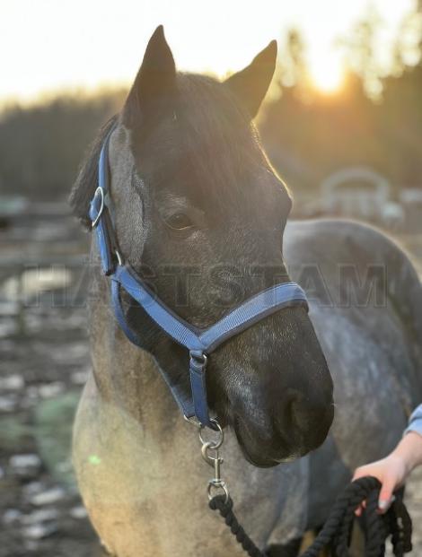 Profilbild