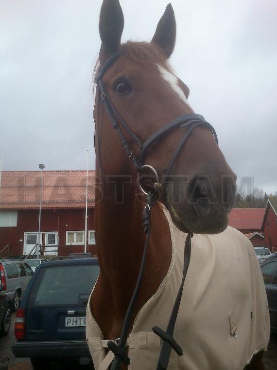 Profilbild