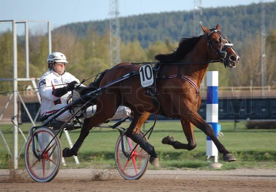 Profilbild