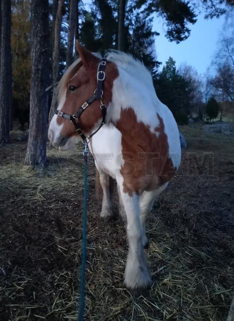 Profilbild