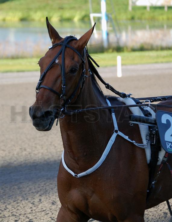 Profilbild