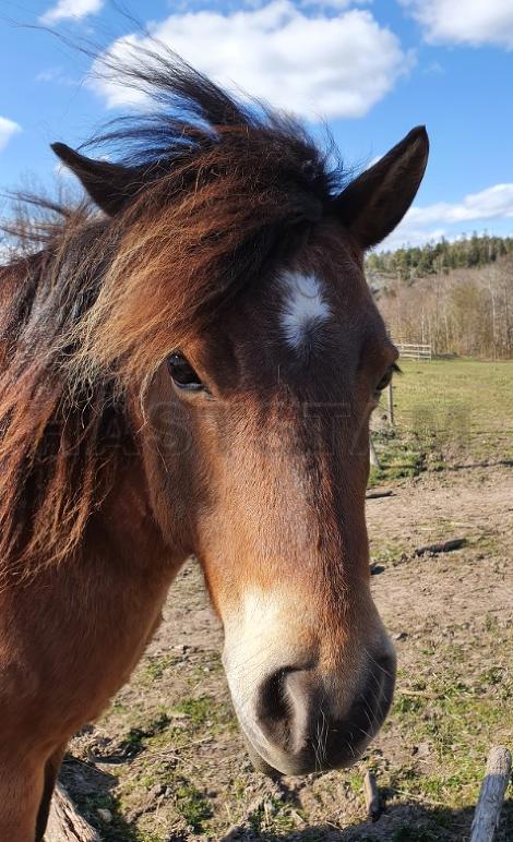 Profilbild