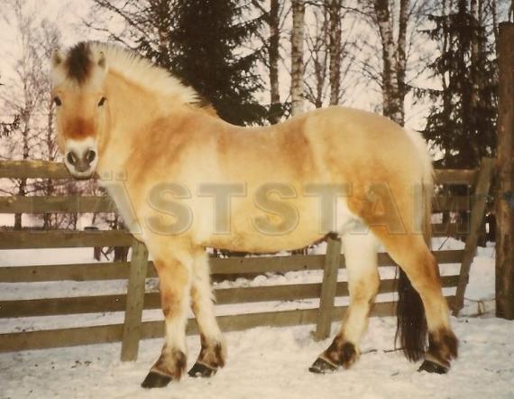 Profilbild