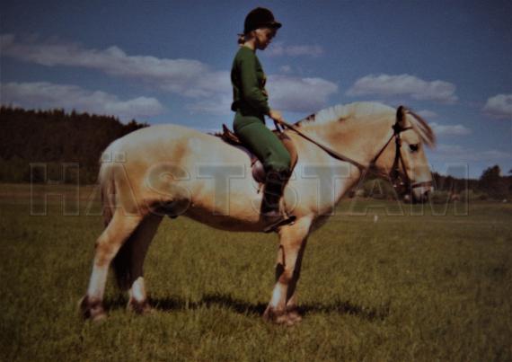Profilbild