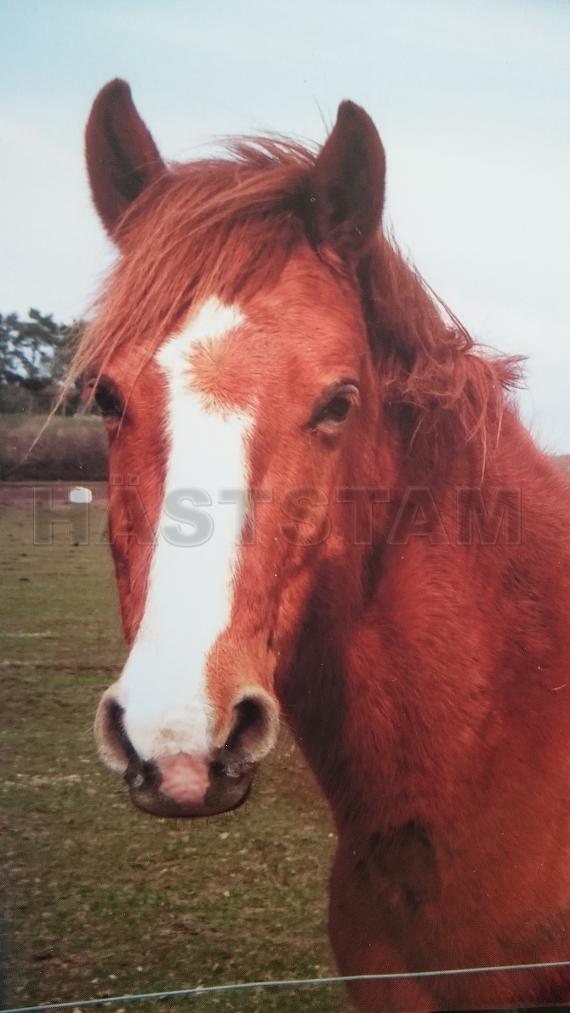 Profilbild