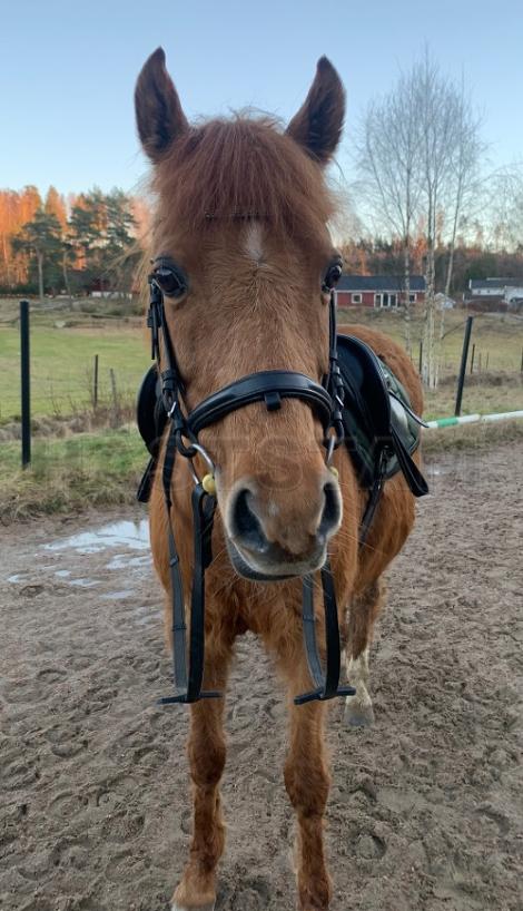 Profilbild