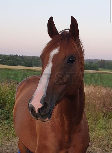 Profilbild