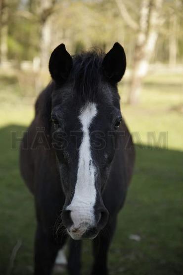 Profilbild