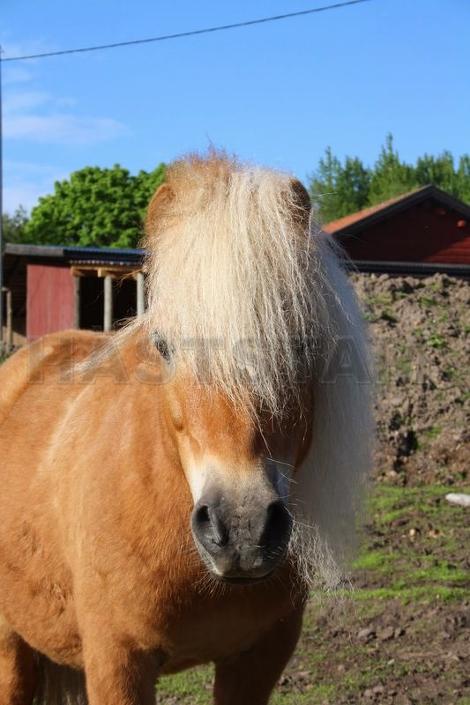 Profilbild