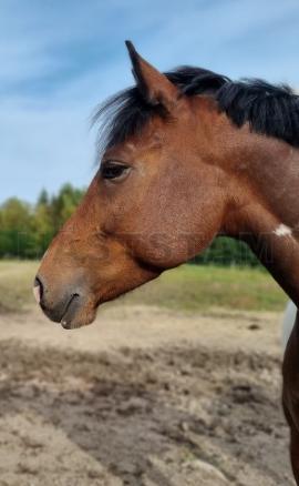 Profilbild
