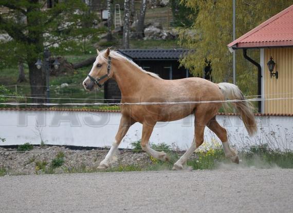 Profilbild