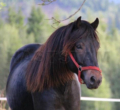 Profilbild