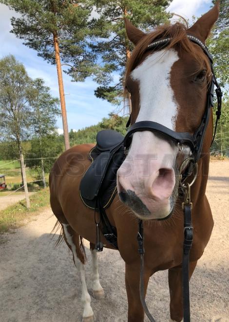 Profilbild