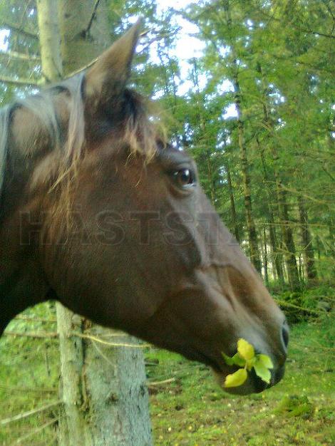 Profilbild