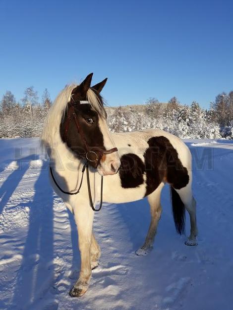 Profilbild