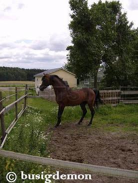 Profilbild