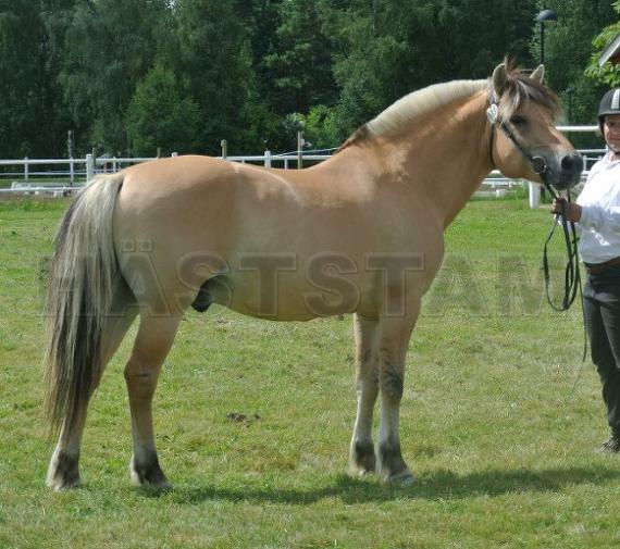 Profilbild