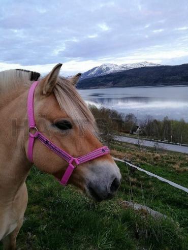 Profilbild