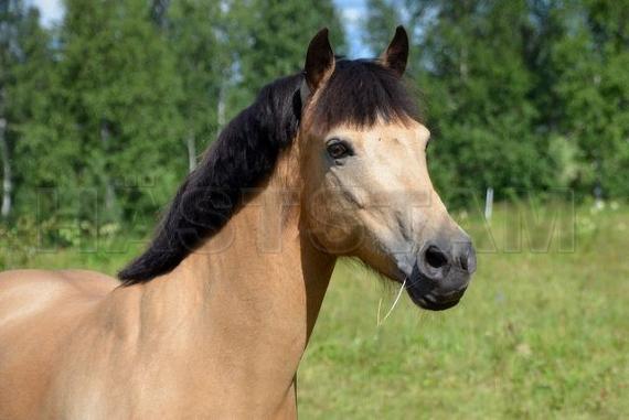 Profilbild