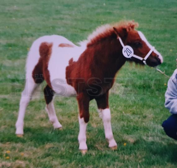 Profilbild