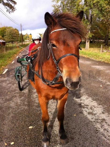 Profilbild