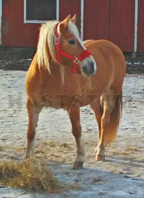 Profilbild
