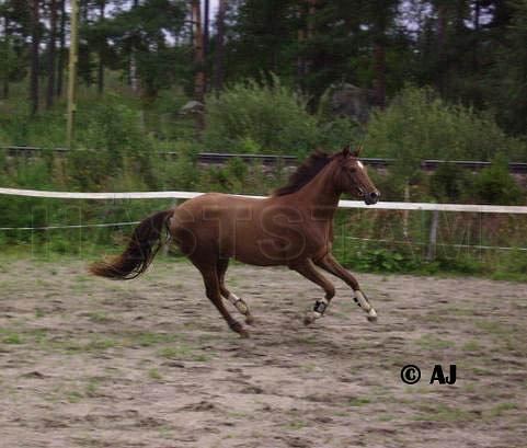 Profilbild