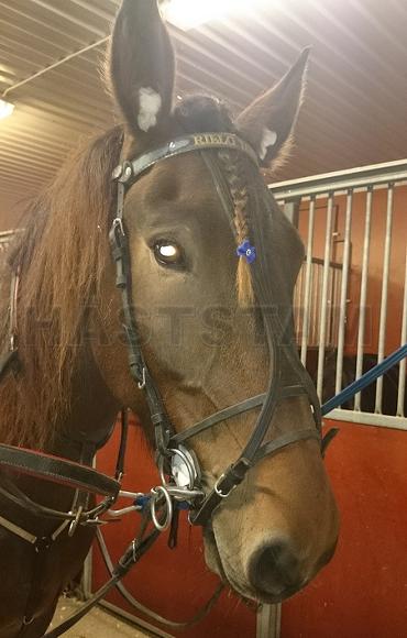 Profilbild