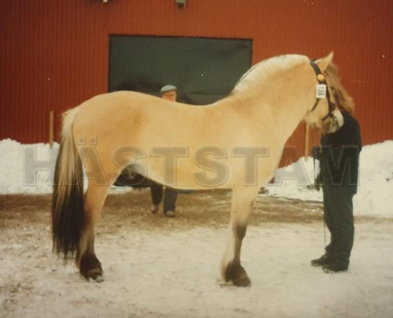 Profilbild