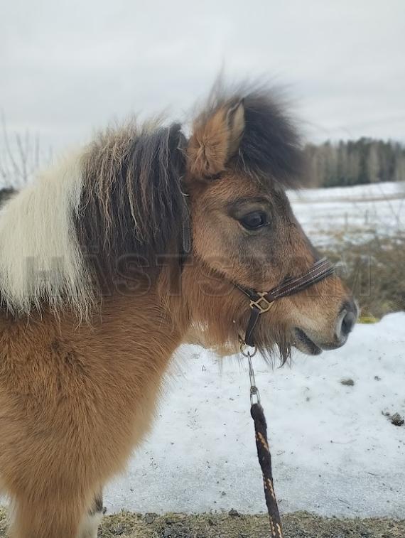 Profilbild