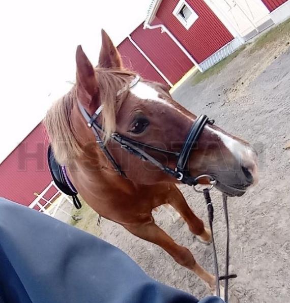 Profilbild
