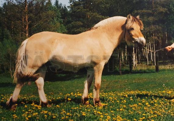 Profilbild