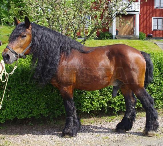 Profilbild