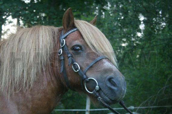 Profilbild