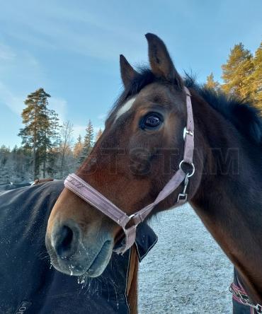 Profilbild