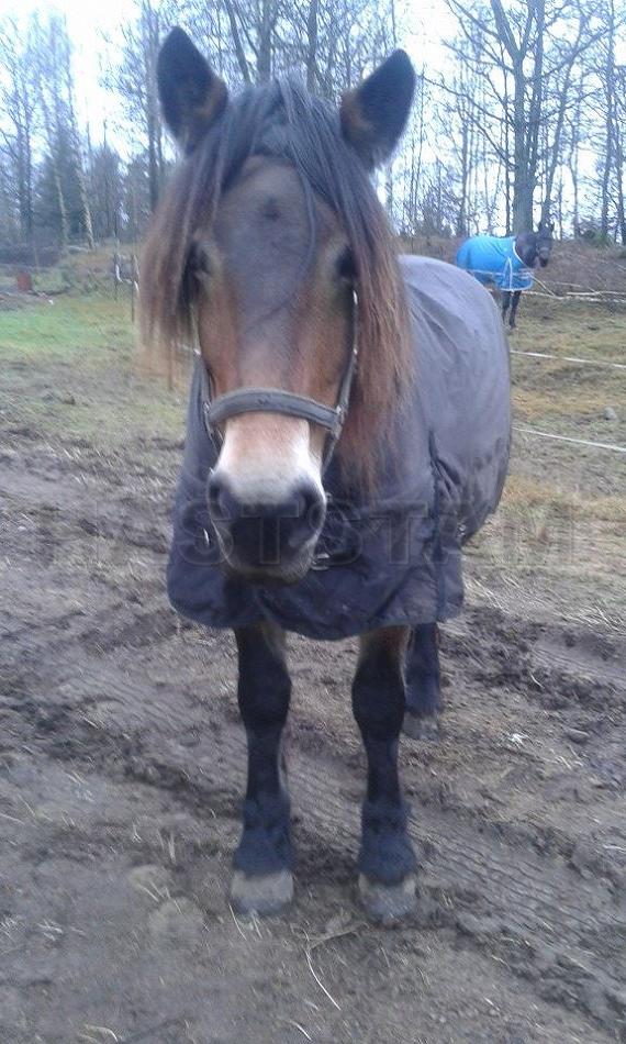 Profilbild