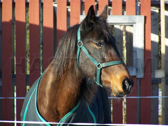 Profilbild
