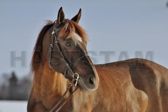 Profilbild