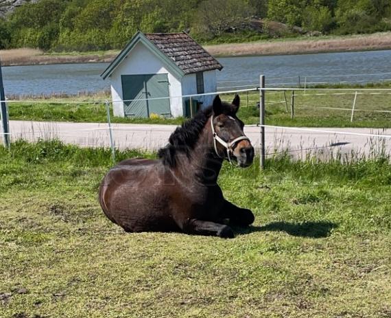 Profilbild