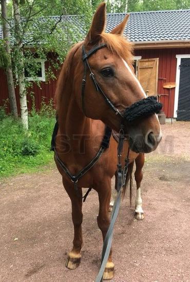 Profilbild