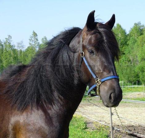 Profilbild