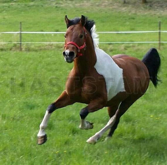 Profilbild