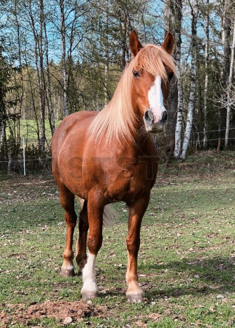 Profilbild