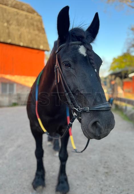 Profilbild