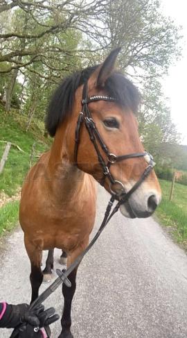 Profilbild