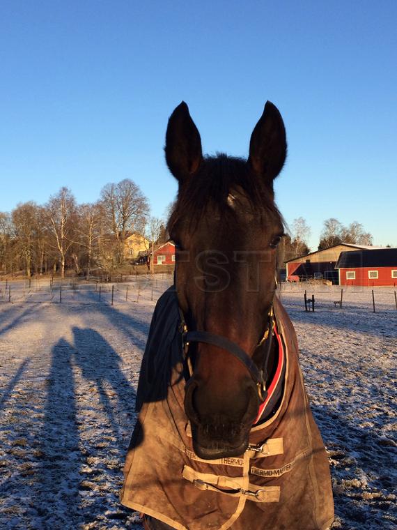 Profilbild