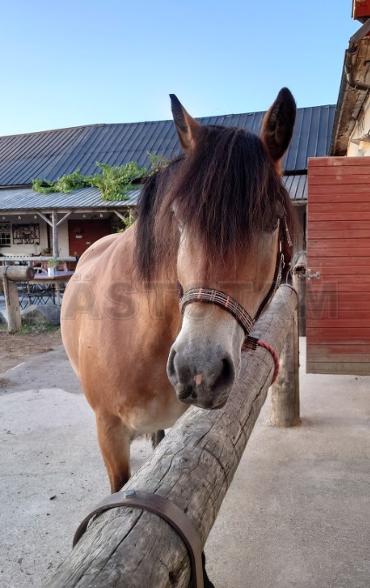 Profilbild