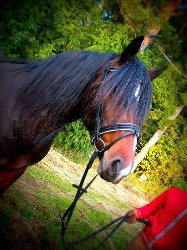 Profilbild